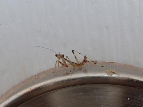 Hierodula sp.